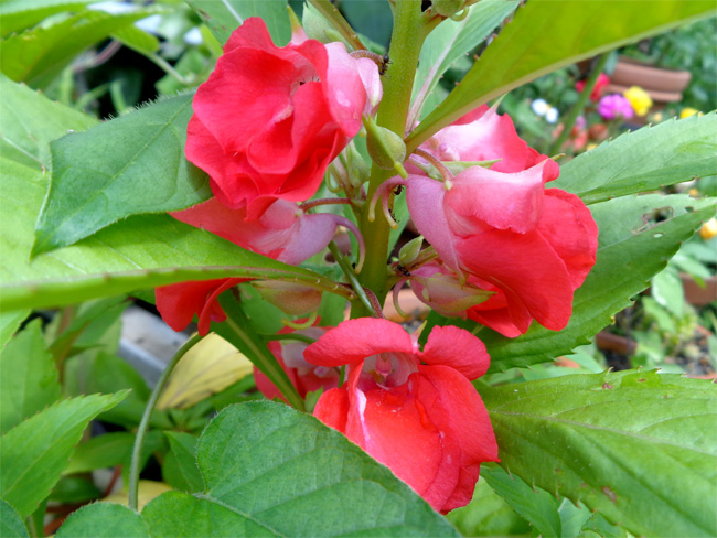 c0147123_23444324.jpg