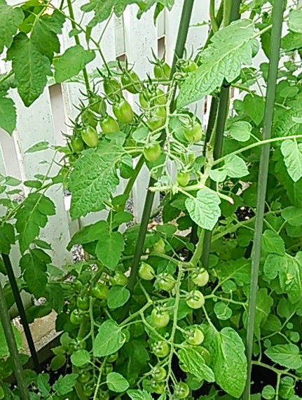 b0199924_17524730.jpg
