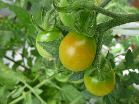 c0225153_459235.gif