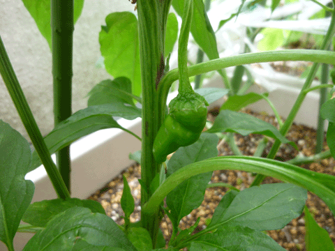 c0225153_4595012.gif