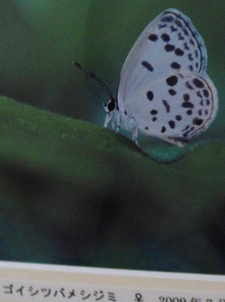 c0119160_1134642.jpg