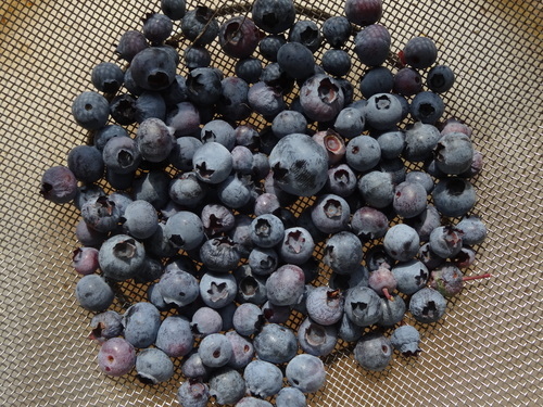 f0231573_21153831.jpg