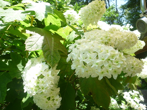 a0243983_23502879.jpg