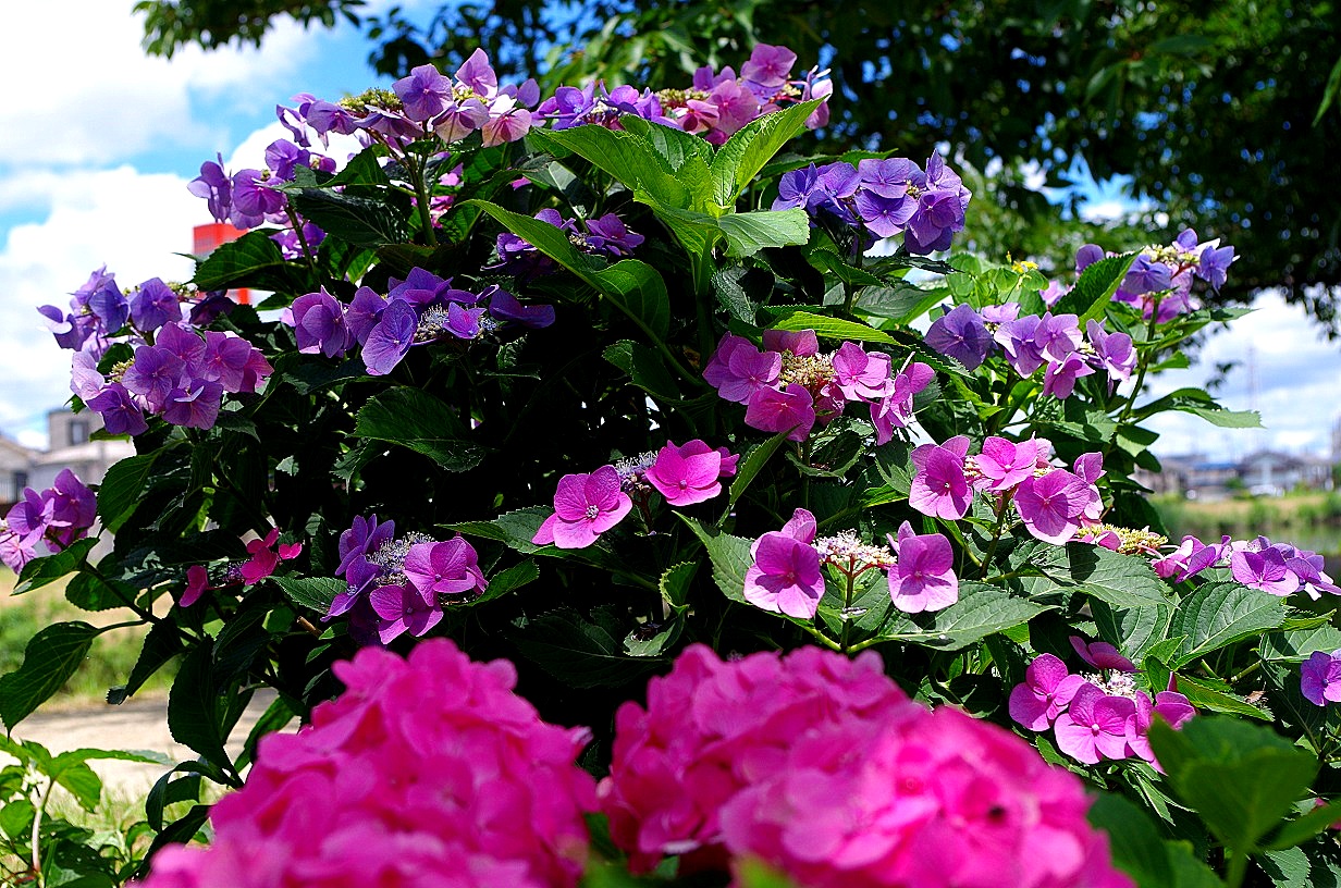 f0170885_1356652.jpg
