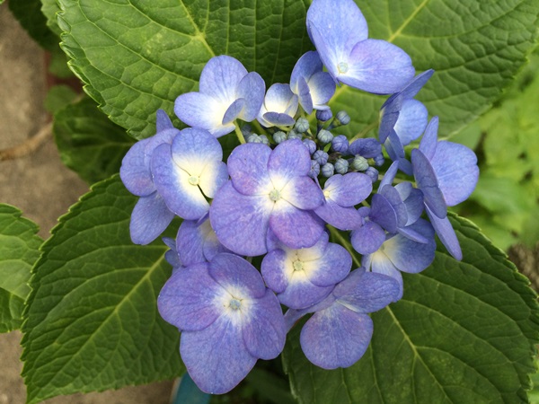 f0201297_9572095.jpg