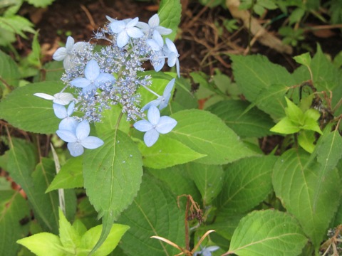 e0033301_1841341.jpg