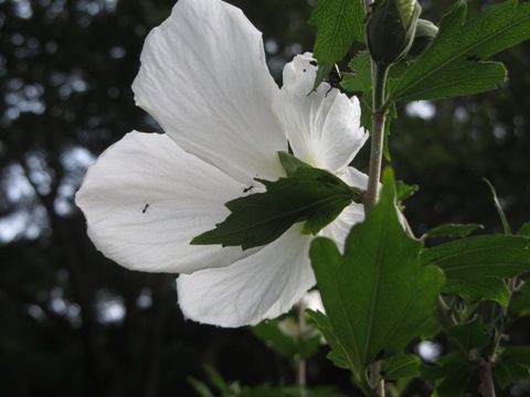 e0033301_1855021.jpg