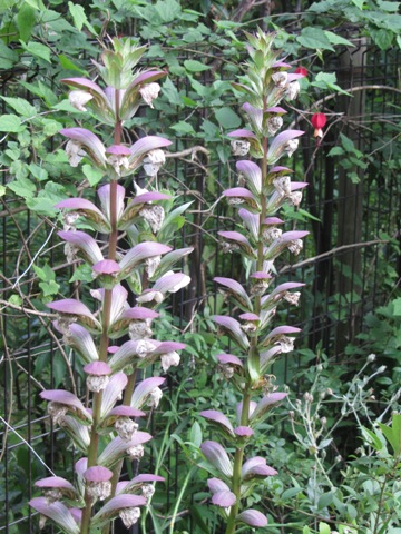 e0033301_1881878.jpg