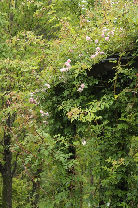 d0001008_21312890.jpg