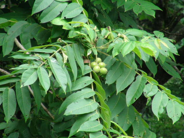 f0231709_15582239.jpg