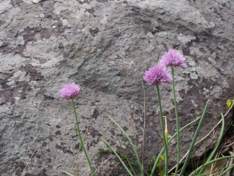 b0147224_1724971.jpg