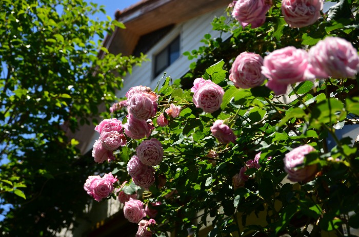 b0236334_2059167.jpg