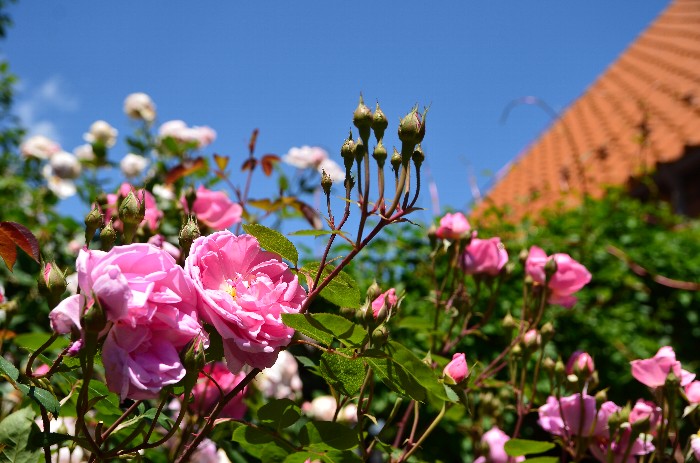 b0236334_20595254.jpg