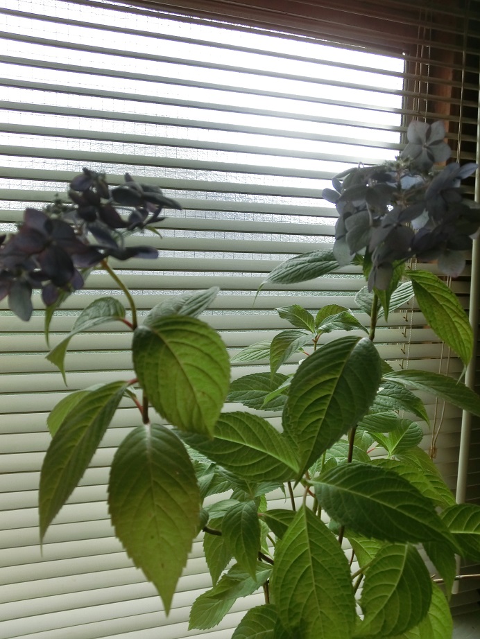 f0237037_12115145.jpg