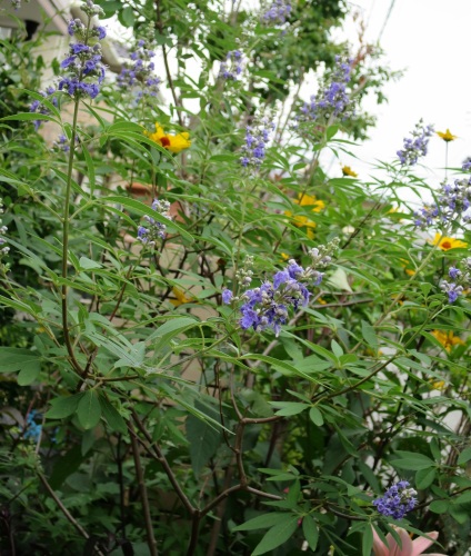 b0178339_17414298.jpg
