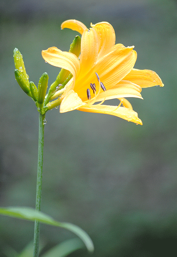 a0001354_2312026.gif