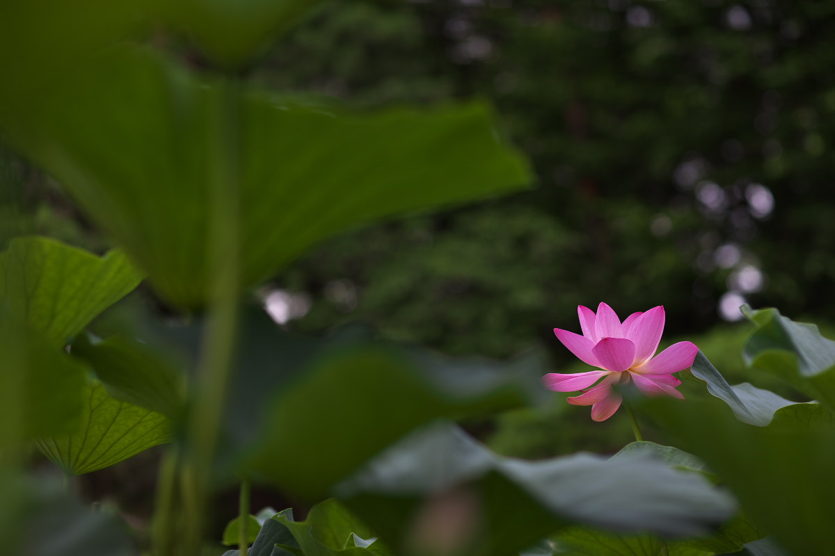 a0083081_15403516.jpg