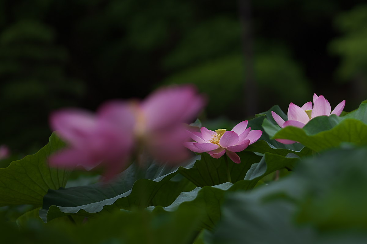 a0083081_15404289.jpg