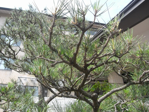 f0131491_15421225.jpg