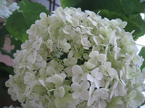 d0046702_711257.jpg