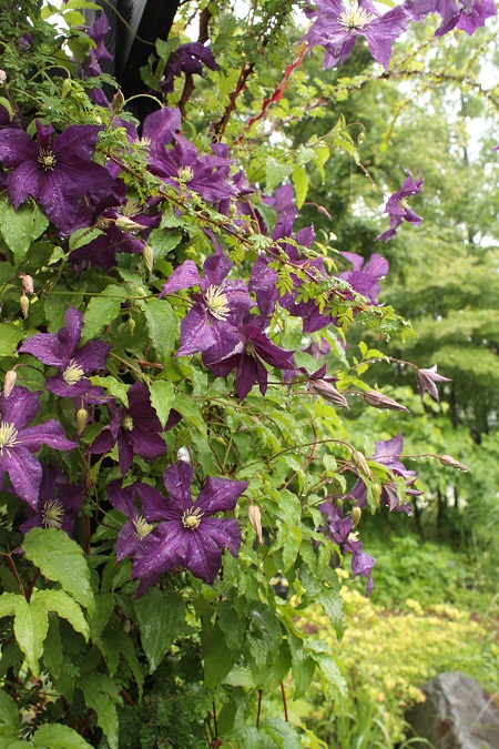 d0001008_20194561.jpg
