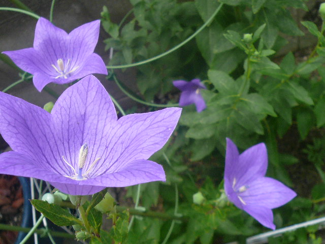 e0026017_15223813.jpg