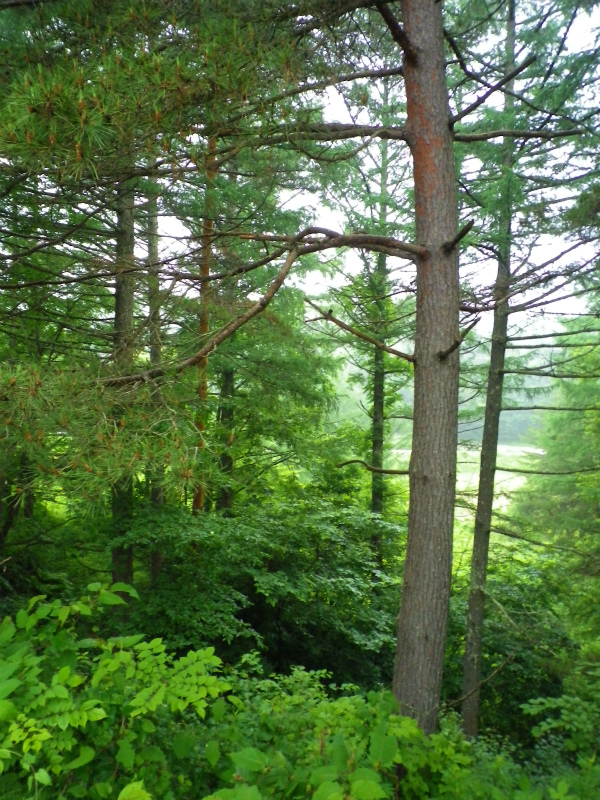 f0188324_1323683.jpg