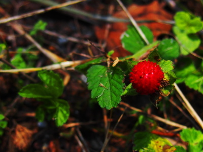f0333930_12302967.jpg