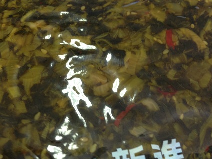 c0227640_7585571.jpg