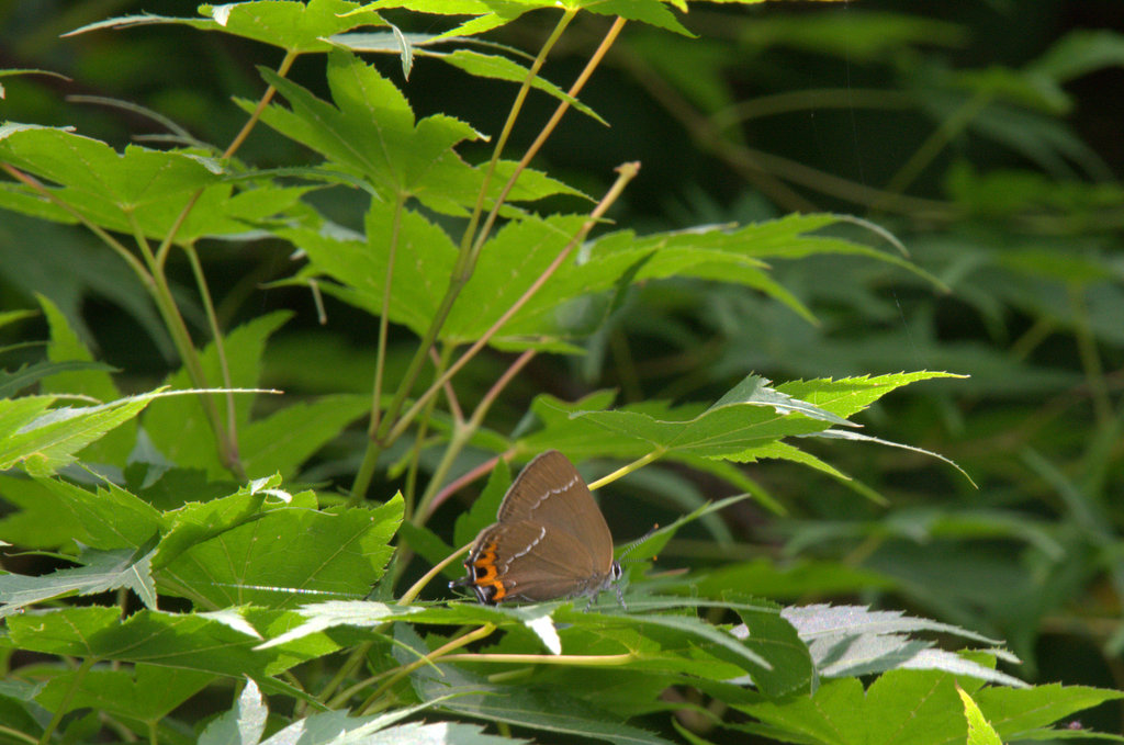d0098057_53288.jpg