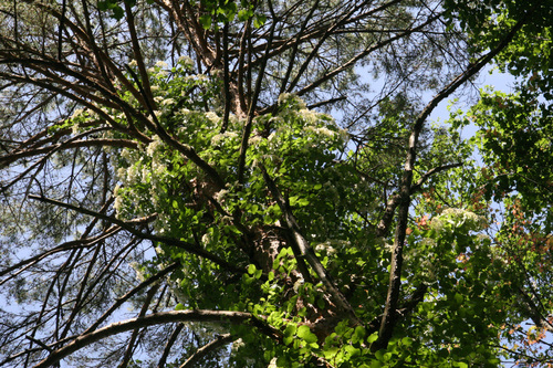 e0118274_9465096.jpg