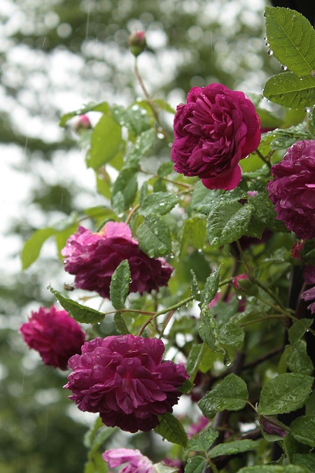 d0001008_21434158.jpg