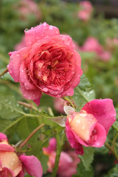 d0001008_21441332.jpg