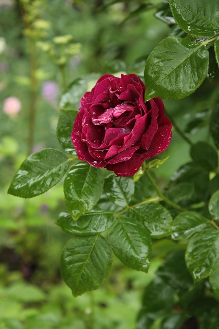 d0001008_2145370.jpg