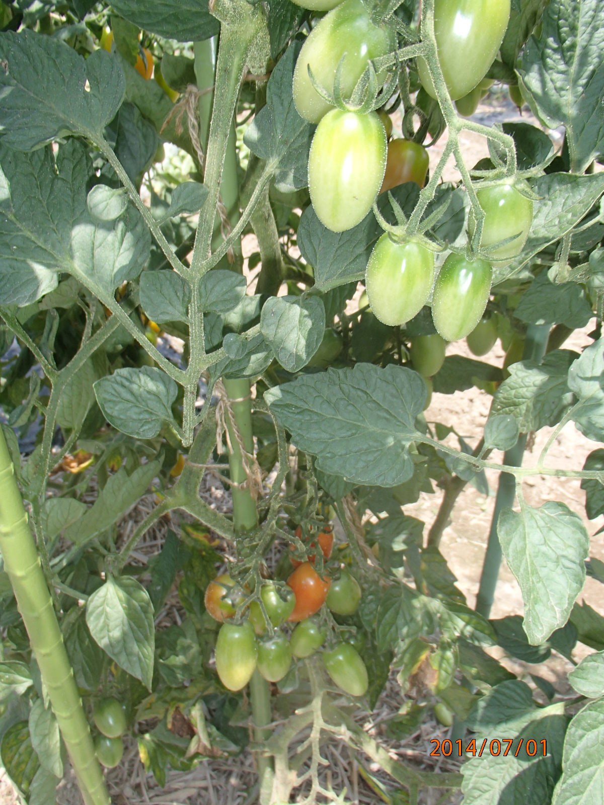 c0165909_15543958.jpg