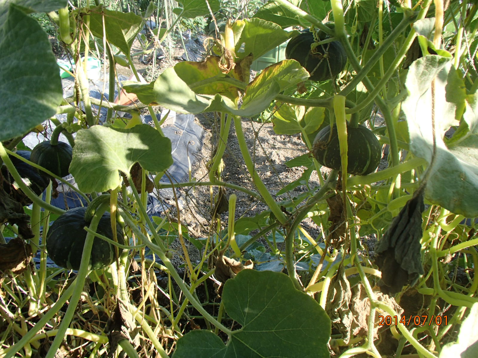 c0165909_160225.jpg