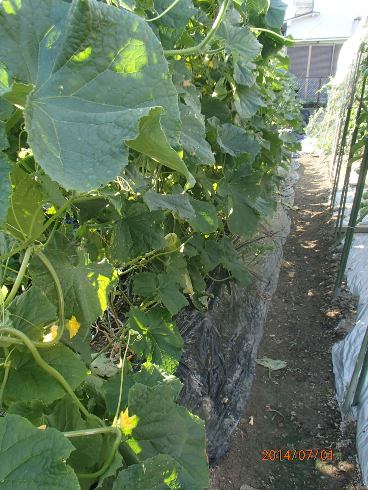 c0165909_1622736.jpg