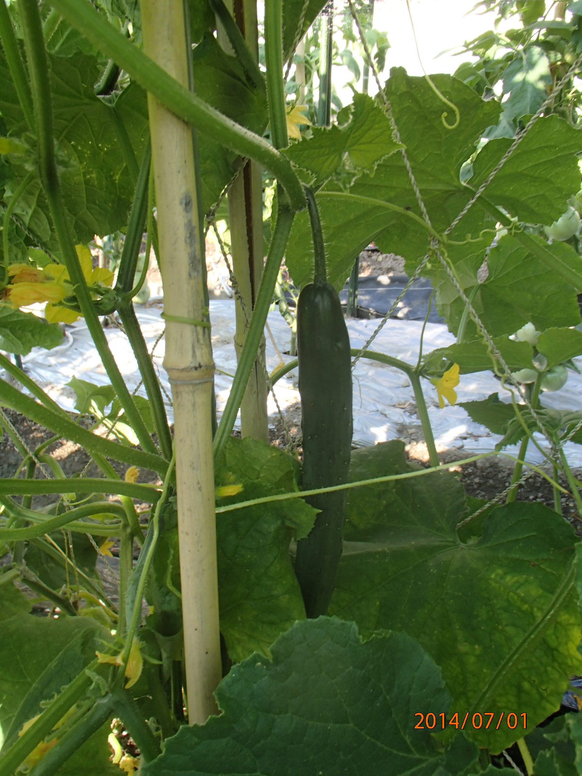 c0165909_1632878.jpg
