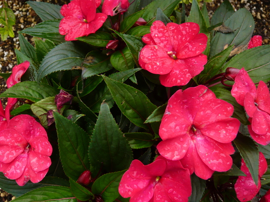 a0206332_812678.jpg