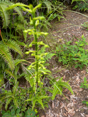 e0272335_1625376.jpg