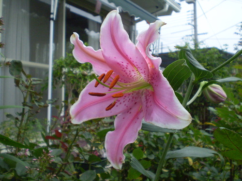 a0135990_21413663.jpg