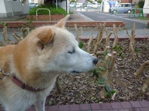 c0123890_2035019.jpg