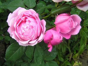 f0325309_20331636.jpg