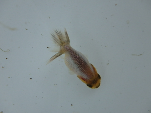 f0334143_8441483.jpg