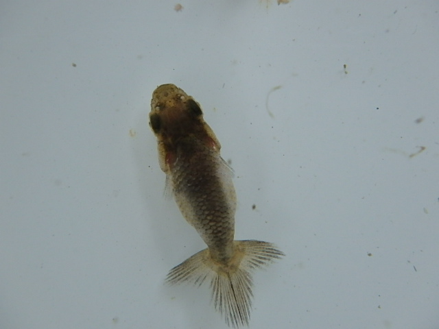 f0334143_8445247.jpg