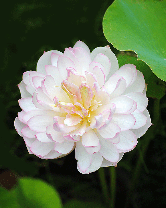 a0001354_20205124.gif
