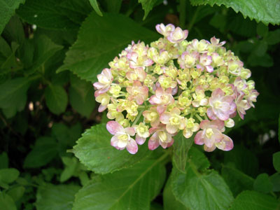 c0050264_11105265.jpg
