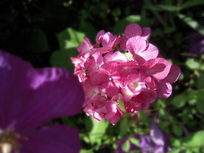 c0050264_11112442.jpg