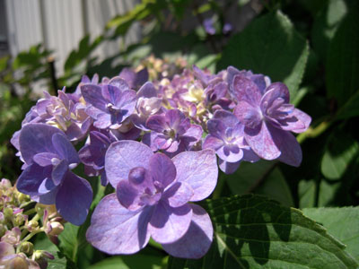 c0050264_11114416.jpg