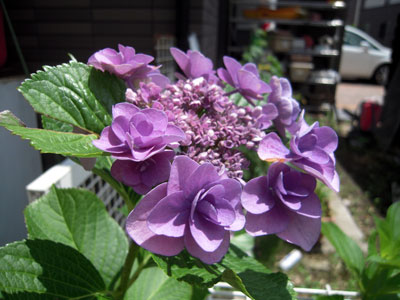 c0050264_111199.jpg